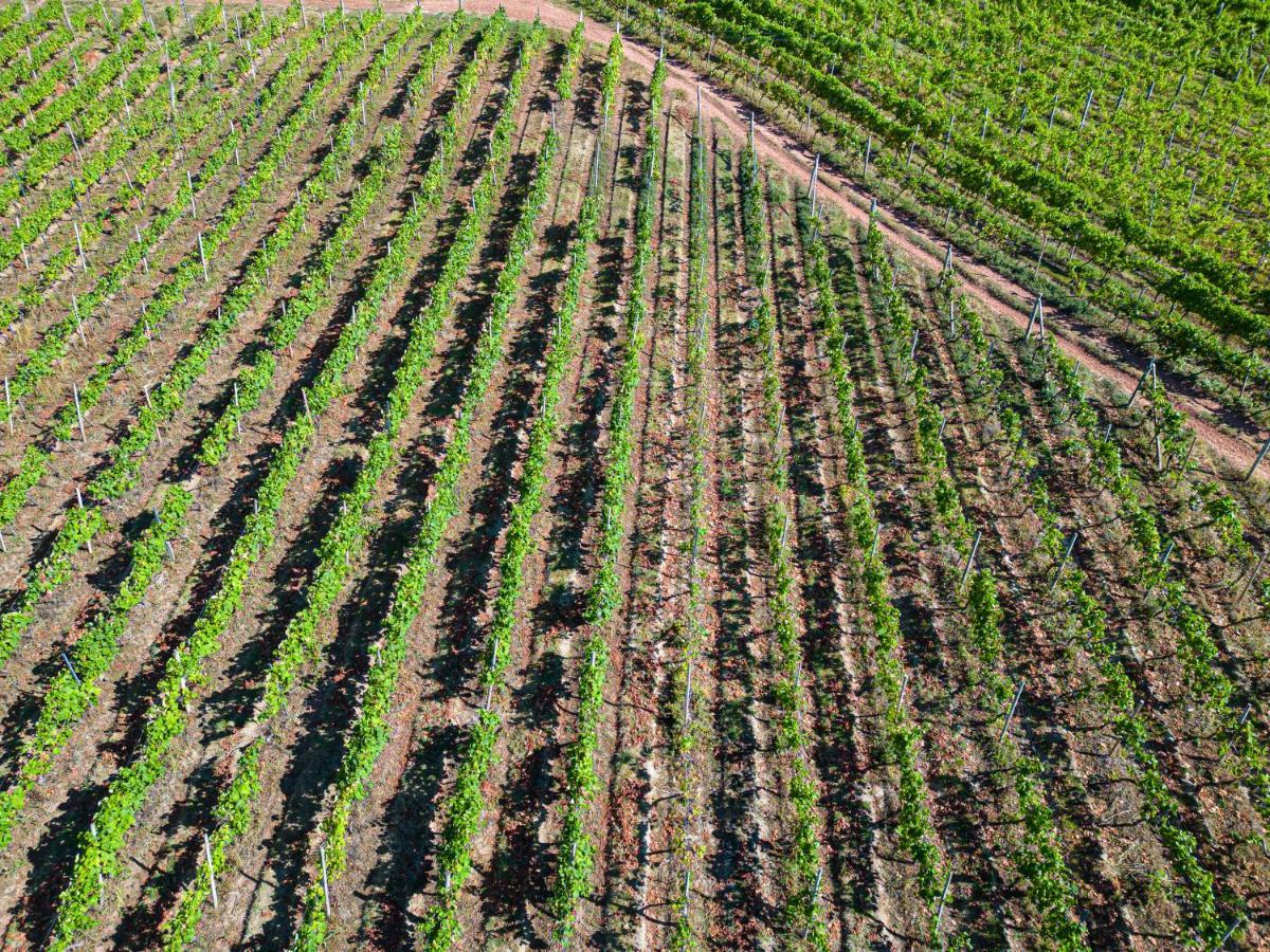 Old Walls Vineyard Bishopsteignton Exterior photo